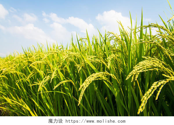 这是水稻的一张照片